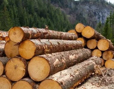 Stacked timber logs in the forest to be turned into wooden things, tall trees in the backdrop